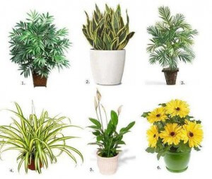 PLANTAS-PURIFICADORAS