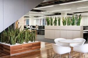 OFICINAS-PLANTAS-vegetacion-aumenta-productividad_CLAIMA20140902_0223_14