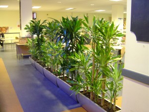 mantenimiento-de-plantas-de-interior